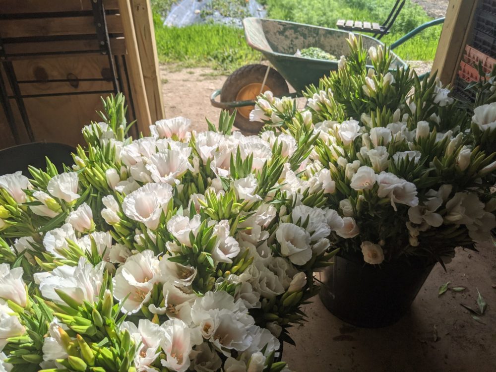 Selection Box Subscription Petalon Petalon