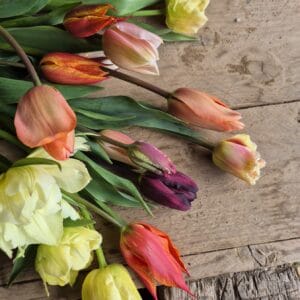 Tulips, british flowers, Petalon