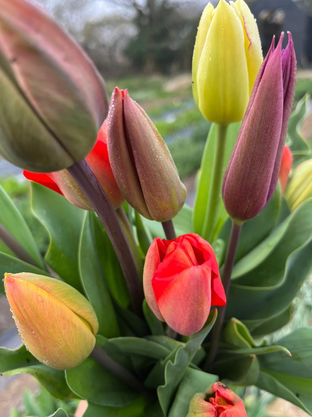 Field Flowers Tulips Mixed (18 stems) Petalon Petalon