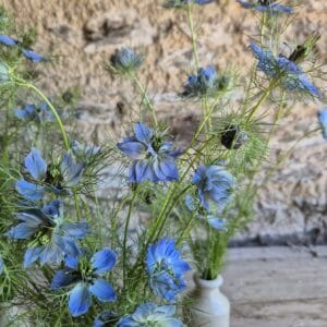 Order seasonal British grown Nigella for delivery
