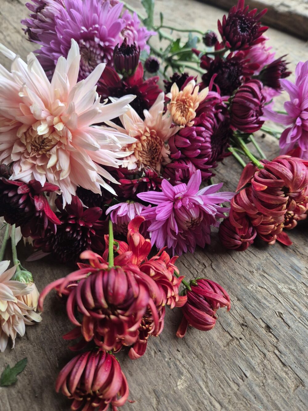 British Chrysanthemum