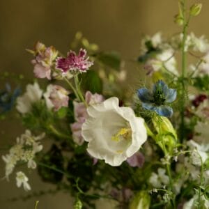 Next day flower delivery of these beautiful blooms
