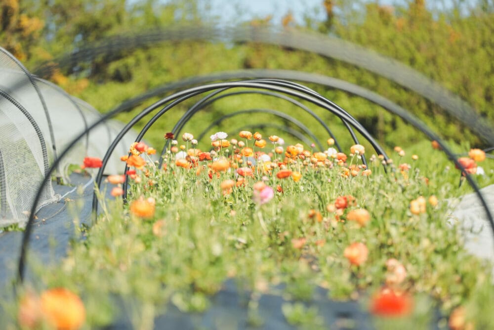 send british flowers for #BritishFlowersWeek2025