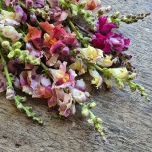 Snapdragons (18 stems)