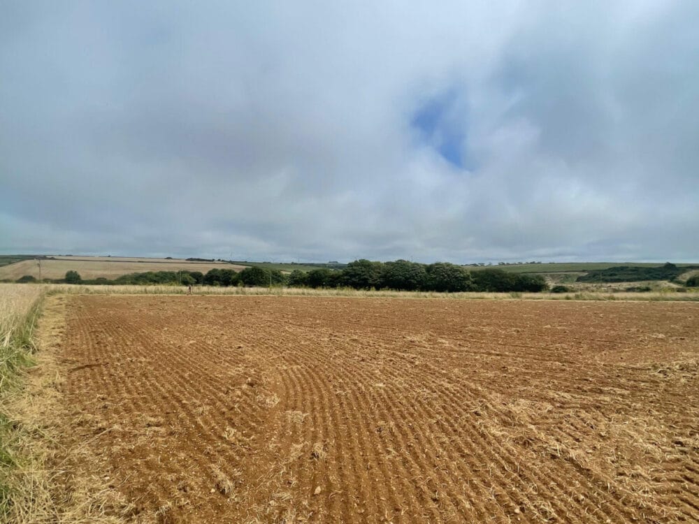 New patch+sustainable flower delivery in cornwall