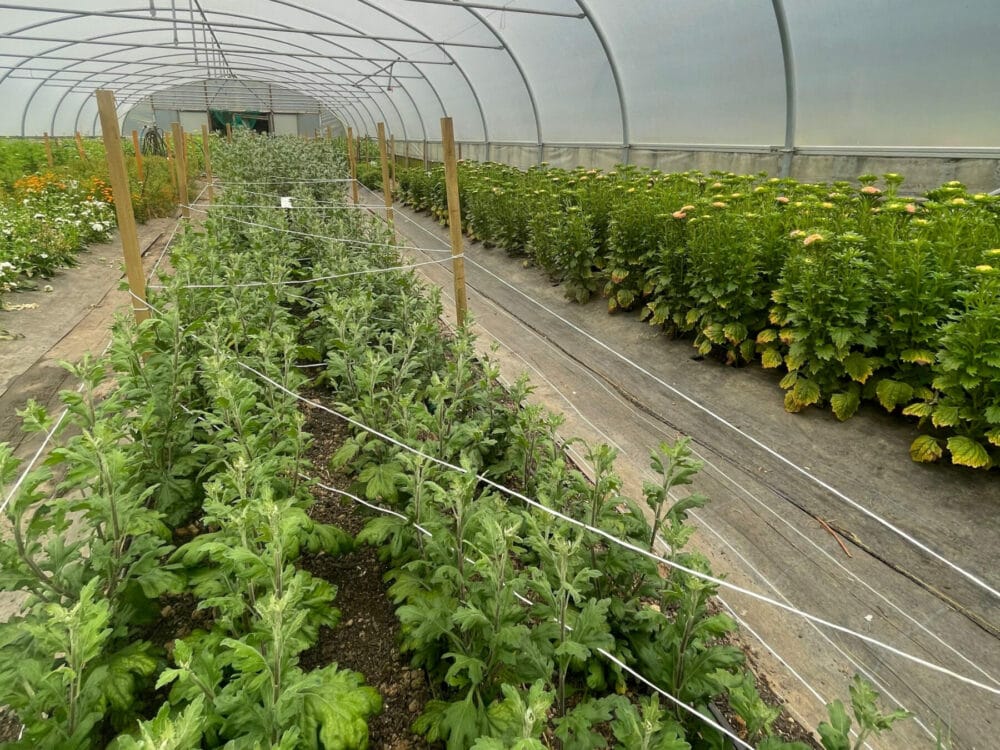 British flowers, end of season update