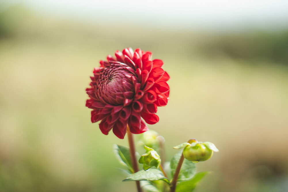 Dahlias delivered Cornwall, UK
