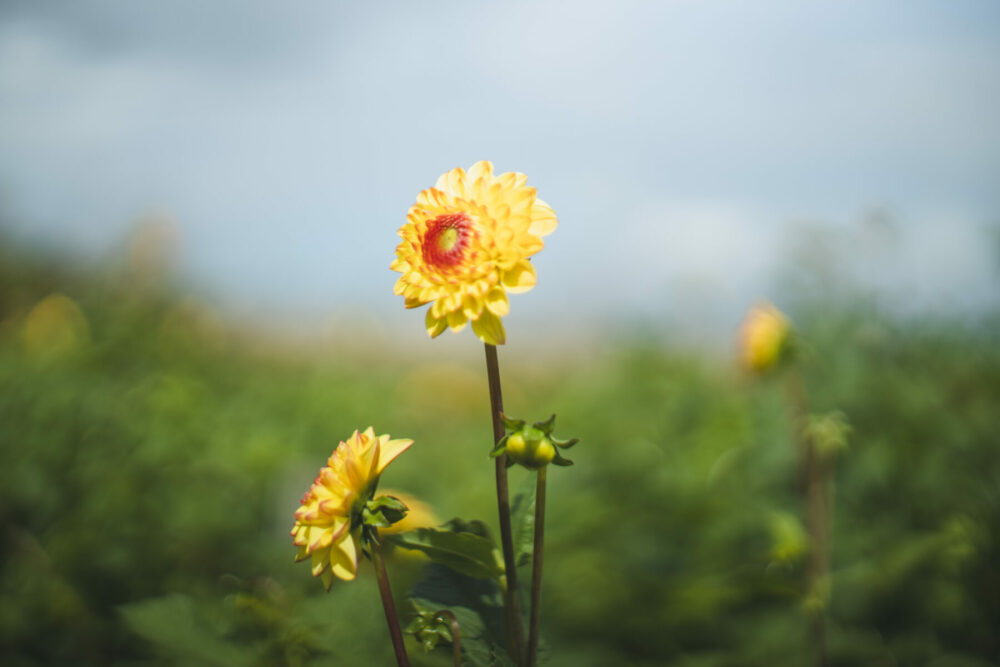 Yellow Dahlias delivered Cornwall, UK