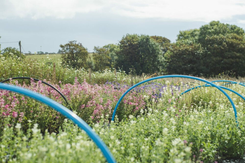 British Flowers vs Imported