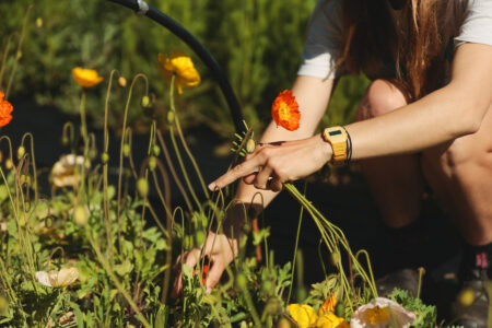 Picking flowers for next day delivery