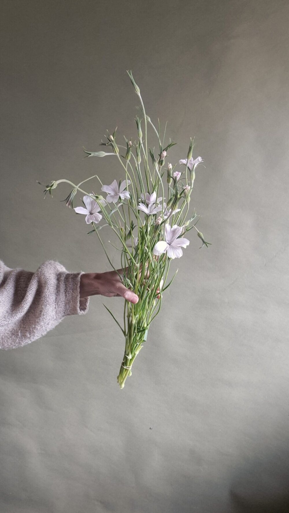 Crops: Orlaya (60 stems) - Petalon